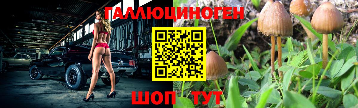 Губкинский  Псилоцибиновые грибы Cubensis  Вход с VPN 